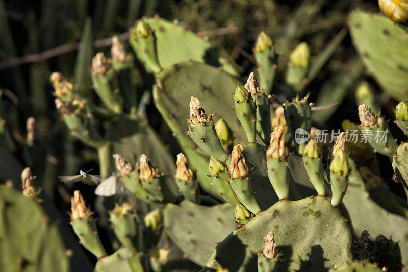 Opuntia ficus仙人掌，绿色仙人掌